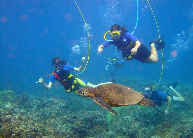 Candace and Ann watching a sea turtle near the shore in Cozumel.